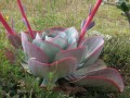 EcheveriaGigantea04.jpg