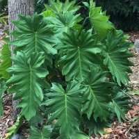 Philodendron Lacerum
