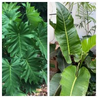 Philodendron Lacerum x Davidsonii Hybrid F1