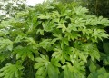 FatsiaJaponica01.jpg