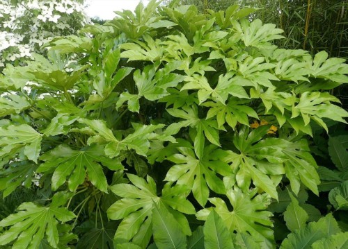 FatsiaJaponica01.jpg