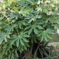 FatsiaJaponica02.jpg