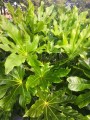 FatsiaJaponica03.jpg