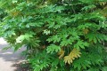 FatsiaJaponica04.jpg