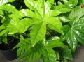 FatsiaJaponica05.jpg