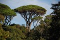 PinusPinea01.jpg