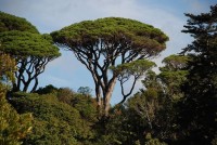 Pinus Pinea 
