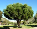 PinusPinea03.jpg