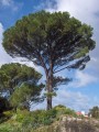 PinusPinea04.jpg