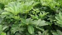 Schefflera Arboricola 