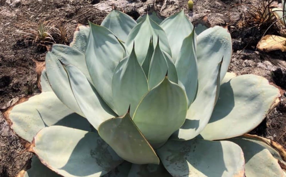 bogenhanf straight Sansevieria gerade  40 cm  12 cm  Planten247.nl