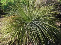 Agave Ornithobroma