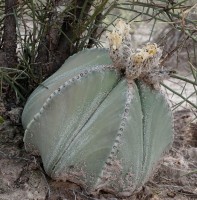 Astrophytum Myriostigma 