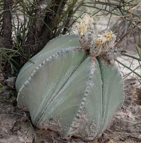 AstrophytumMyriostigma04.jpg