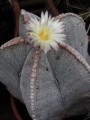 AstrophytumMyriostigma02.jpg