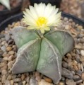 AstrophytumMyriostigma01.jpg