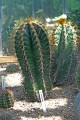 AstrophytumOrnatum01.jpg