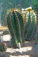 Astrophytum Ornatum