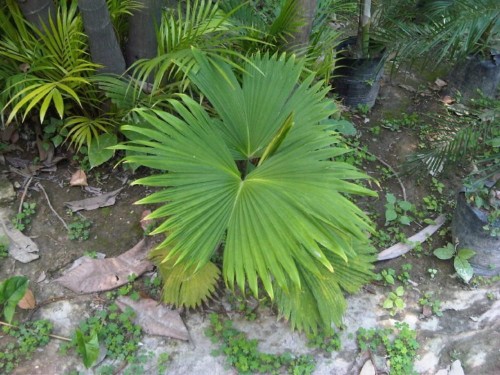 CarludovicaRotundifolia02.jpg