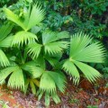 CarludovicaRotundifolia01.jpg
