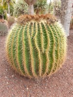 Echinocactus Grusonii