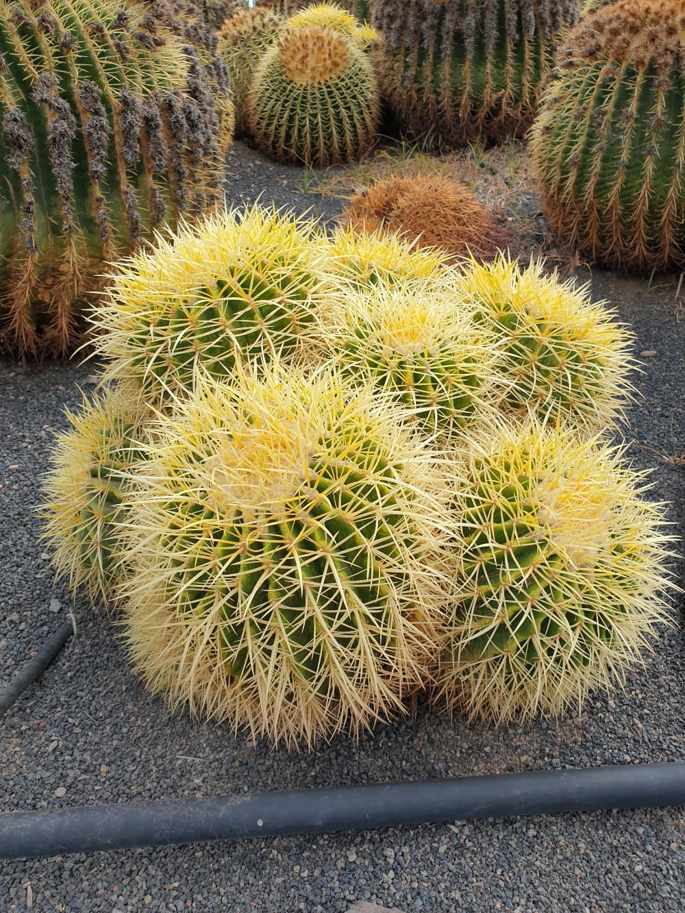Echinocactus Grusonii Bananalicious.pl