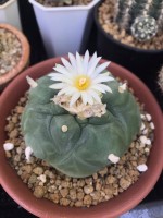 Lophophora Diffusa
