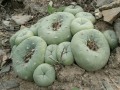 LophophoraDiffusa01.jpg