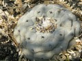 LophophoraDiffusa02.jpg