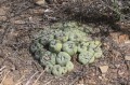 LophophoraDiffusa03.jpg