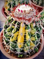 Melocactus Curvispinus Subsp.Caesius 'Variegata'