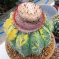MelocactusCurvispinus03.jpg