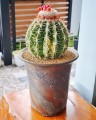 MelocactusCurvispinus01.jpg