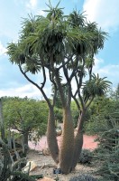 Pachypodium Lamerei 