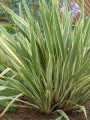 PhormiumTenaxVariegata05.jpg