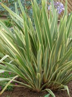 Phormium Tenax 'Variegatum'