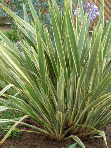 PhormiumTenaxVariegata05.jpg