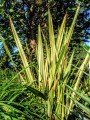 PhormiumTenaxVariegata02.jpg