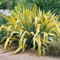 PhormiumTenaxVariegata01.jpg
