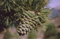 PinusGerardiana04.jpg