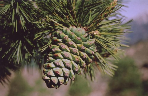 PinusGerardiana04.jpg