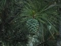 PinusGerardiana01.jpg