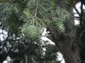 PinusGerardiana02.jpg