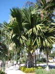 Bismarckia Nobilis Green Form