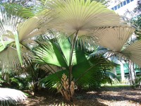 Kerriodoxa Elegans 