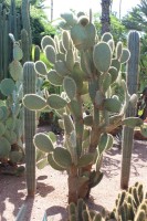 Opuntia Pilifera 