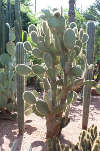 OpuntiaPilifera03.jpg