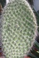 OpuntiaPilifera04.jpg