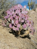 Opuntia  Violacea Santarita