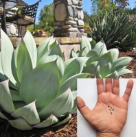 Agave Mitis Var.Albidor